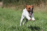 FOX TERRIER POIL LISSE 186